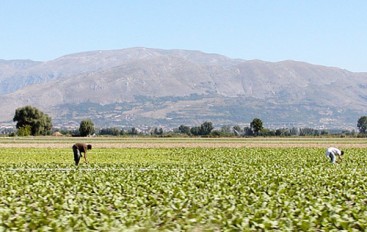 Agricoltura, immigrati e tensione sociale: l’oro del Fucino pagato con sfruttamento e caporalato