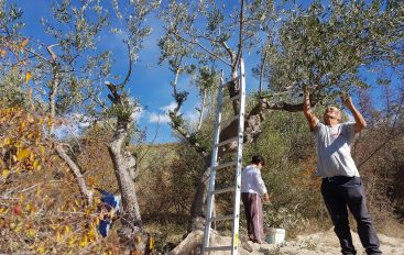 La raccolta delle olive in Abruzzo, tra aziende e fai da te