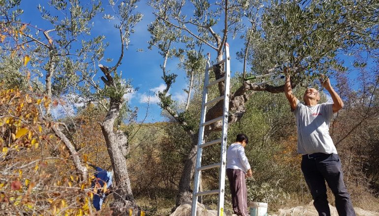 La raccolta delle olive in Abruzzo, tra aziende e fai da te