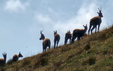 Sul Monte Camicia tra i camosci