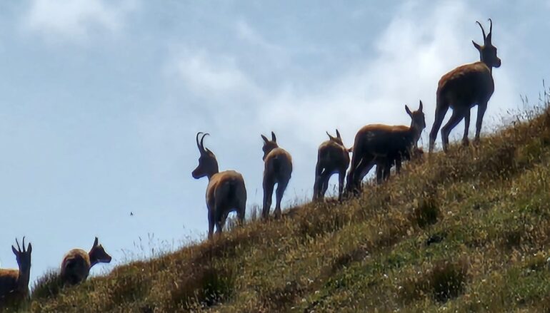 Sul Monte Camicia tra i camosci