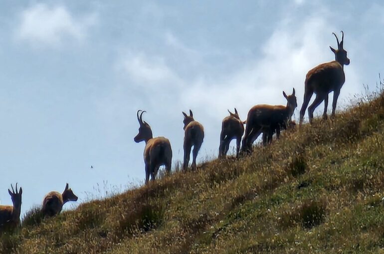 Sul Monte Camicia tra i camosci