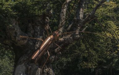 Arteparco inaugura il suo festival